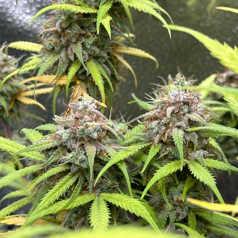 Trainwreck Auto growlog timeline photo