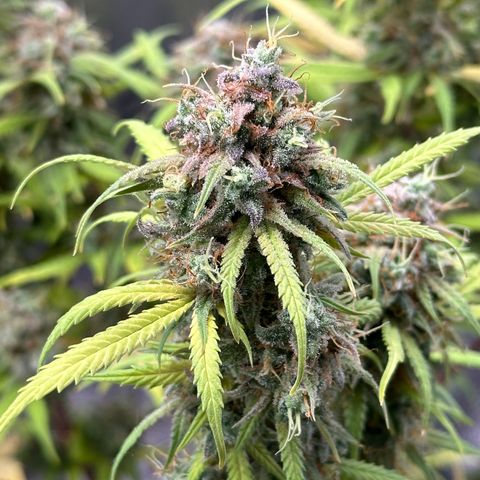 Trainwreck Auto growlog timeline photo