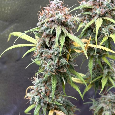 Trainwreck Auto growlog timeline photo