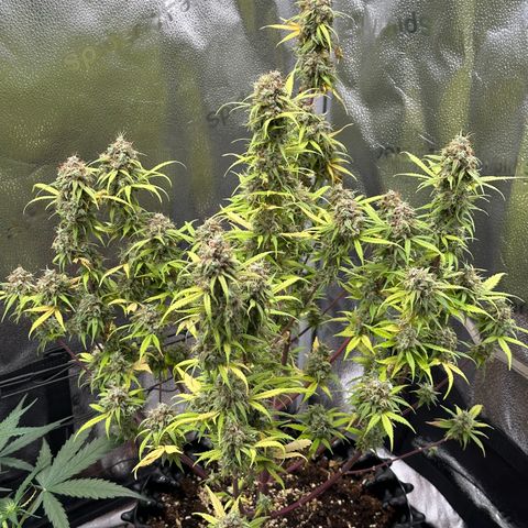 Trainwreck Auto growlog timeline photo