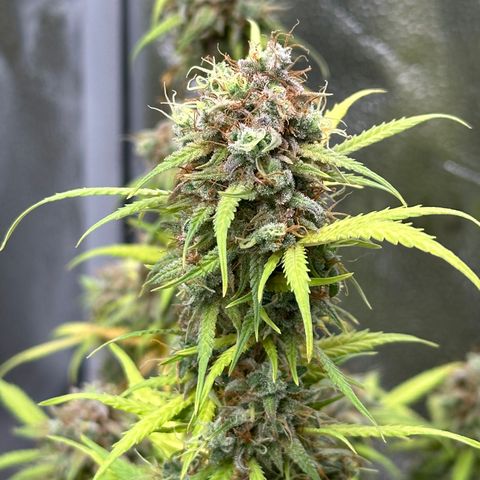 Trainwreck Auto growlog timeline photo