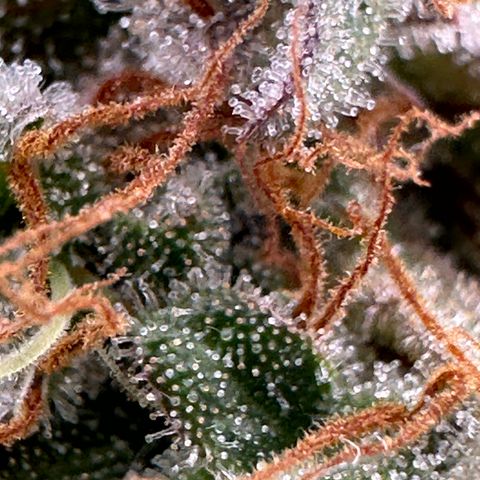 Trainwreck Auto growlog timeline photo