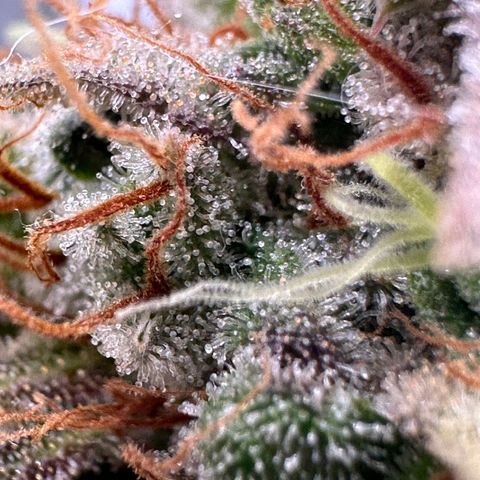 Trainwreck Auto growlog timeline photo