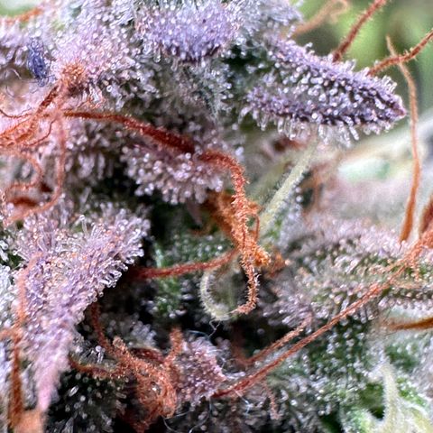 Trainwreck Auto growlog timeline photo