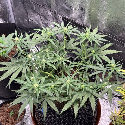 Orion F1 #2 growlog timeline photo