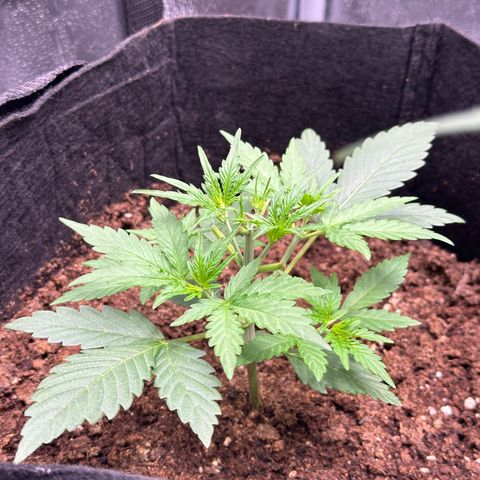 Medusa F1 growlog timeline photo