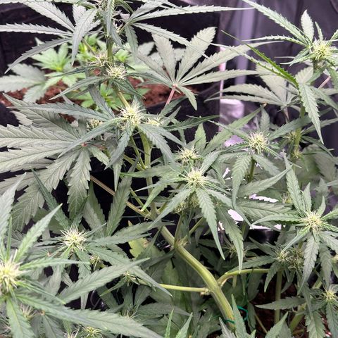 Orion F1 #2 growlog timeline photo