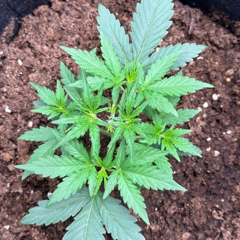 Medusa F1 growlog timeline photo