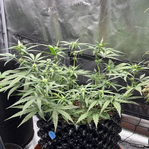 Orion F1 #2 growlog timeline photo