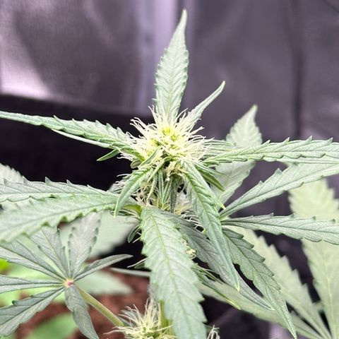 Orion F1 #2 growlog timeline photo