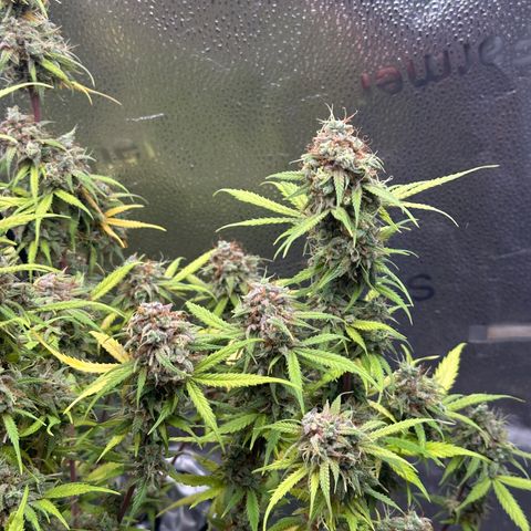 Trainwreck Auto growlog timeline photo