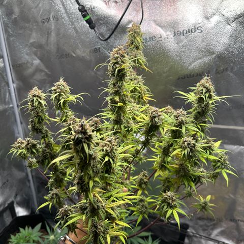 Trainwreck Auto growlog timeline photo