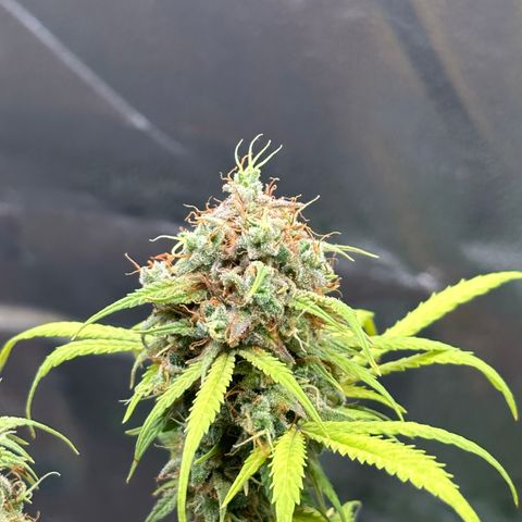 Trainwreck Auto growlog timeline photo
