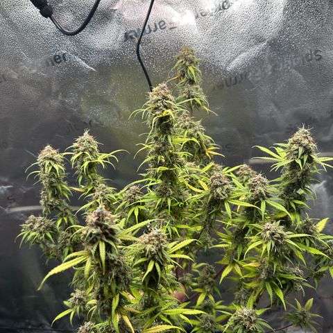 Trainwreck Auto growlog timeline photo