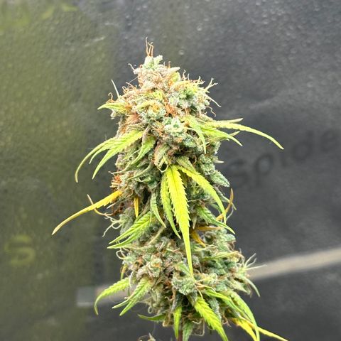Trainwreck Auto growlog timeline photo