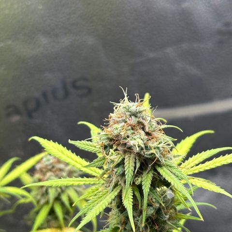 Trainwreck Auto growlog timeline photo