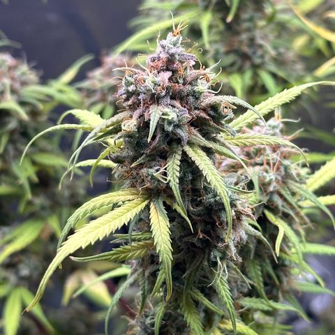 Trainwreck Auto growlog timeline photo