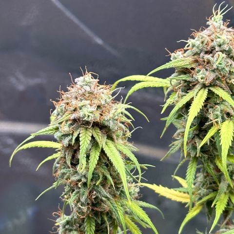 Trainwreck Auto growlog timeline photo