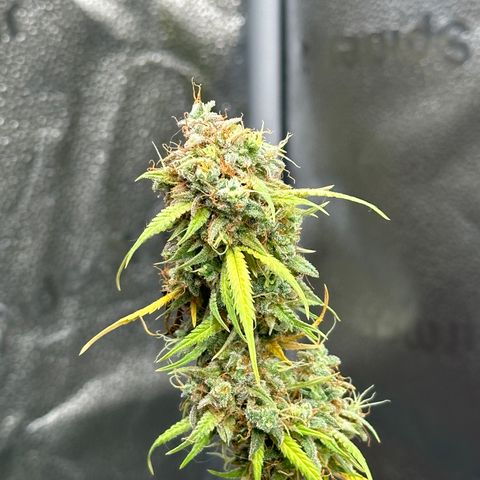 Trainwreck Auto growlog timeline photo