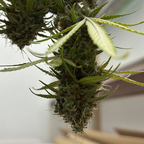 Trainwreck Auto growlog timeline photo