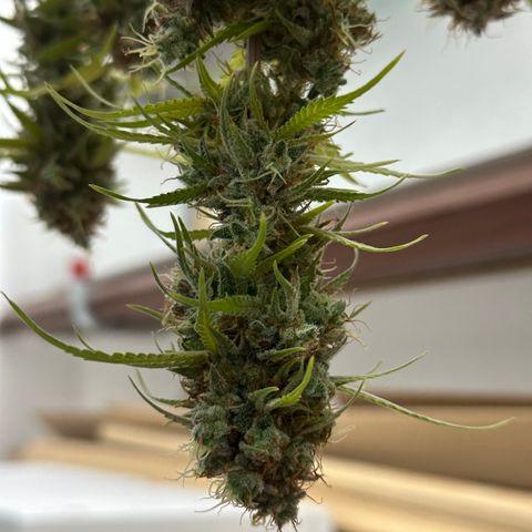 Trainwreck Auto growlog timeline photo