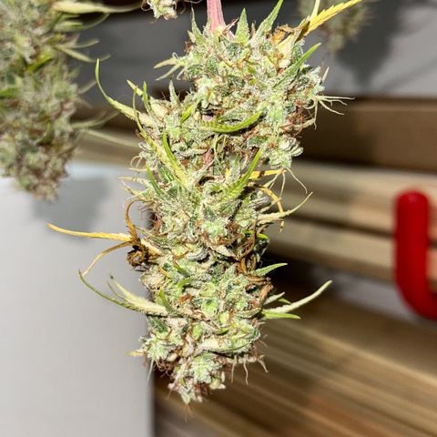 Trainwreck Auto growlog timeline photo