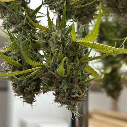 Trainwreck Auto growlog timeline photo
