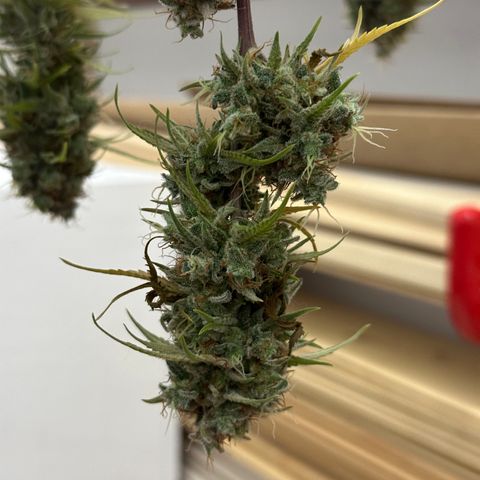 Trainwreck Auto growlog timeline photo