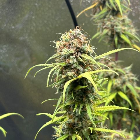 Trainwreck Auto growlog timeline photo