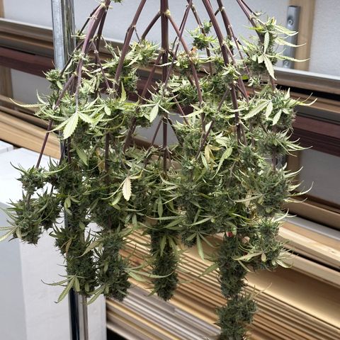 Trainwreck Auto growlog timeline photo