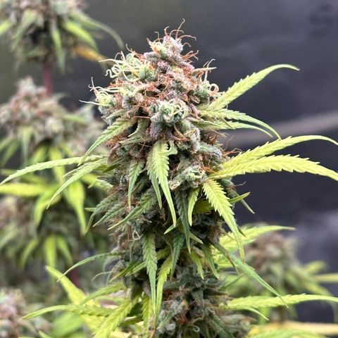 Trainwreck Auto growlog timeline photo