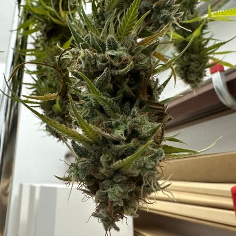 Trainwreck Auto growlog timeline photo