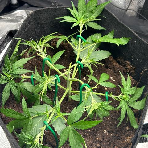 Medusa F1 growlog timeline photo