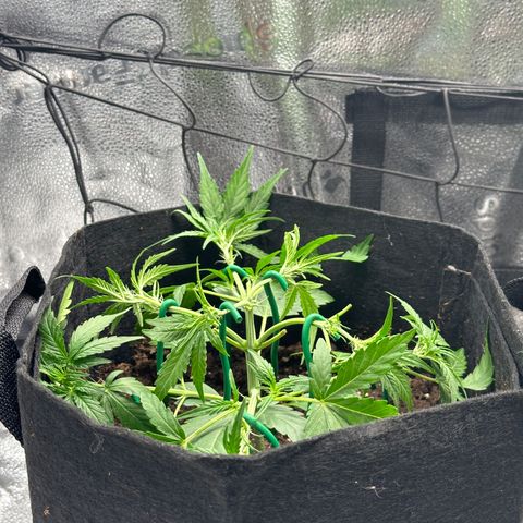 Medusa F1 growlog timeline photo