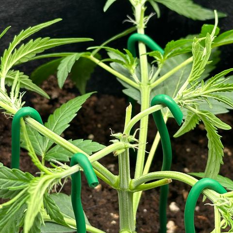 Medusa F1 growlog timeline photo