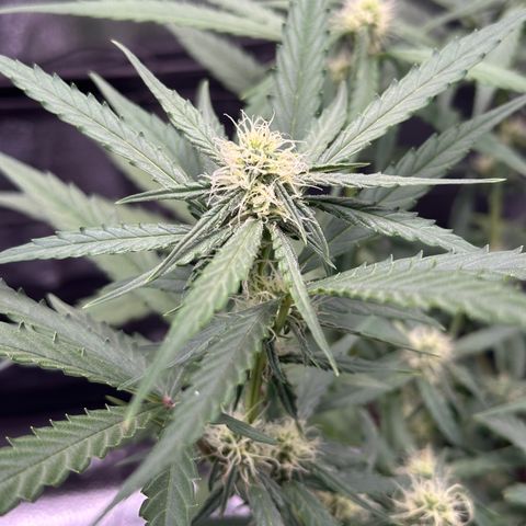 Orion F1 #2 growlog timeline photo