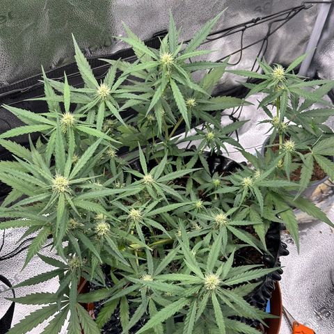 Orion F1 #2 growlog timeline photo
