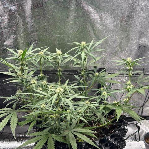 Orion F1 #2 growlog timeline photo