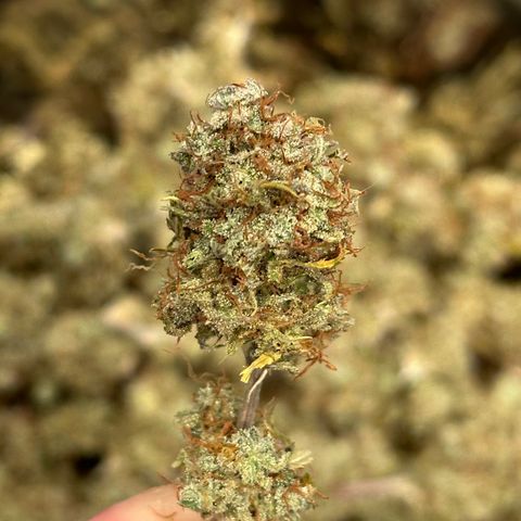 Trainwreck Auto growlog timeline photo