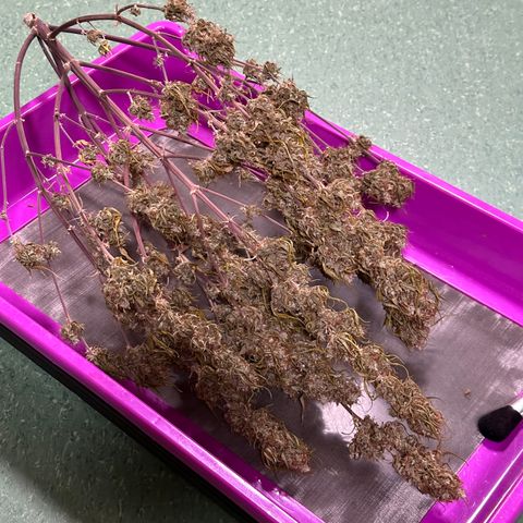 Trainwreck Auto growlog timeline photo