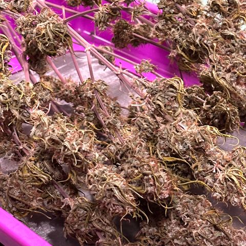 Trainwreck Auto growlog timeline photo