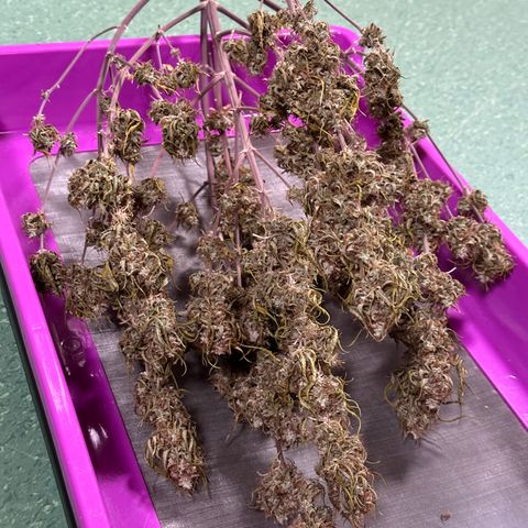 Trainwreck Auto growlog timeline photo