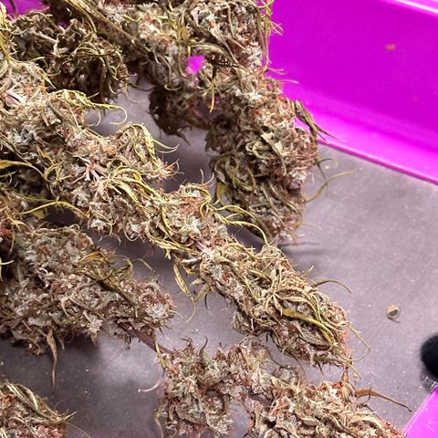 Trainwreck Auto growlog timeline photo