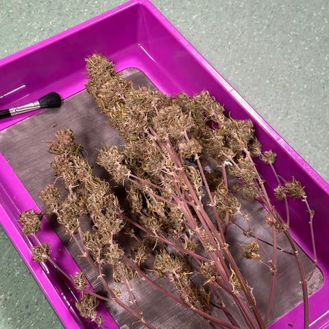 Trainwreck Auto growlog timeline photo