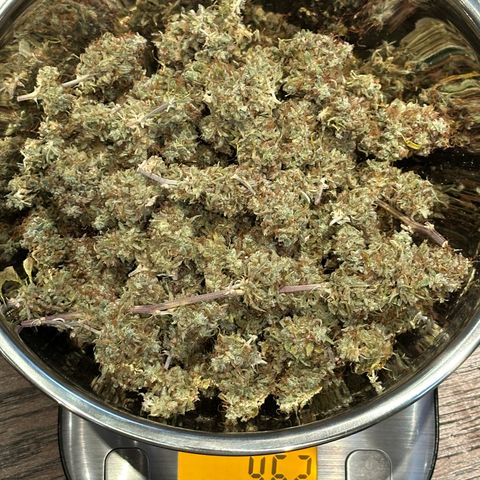 Trainwreck Auto growlog timeline photo