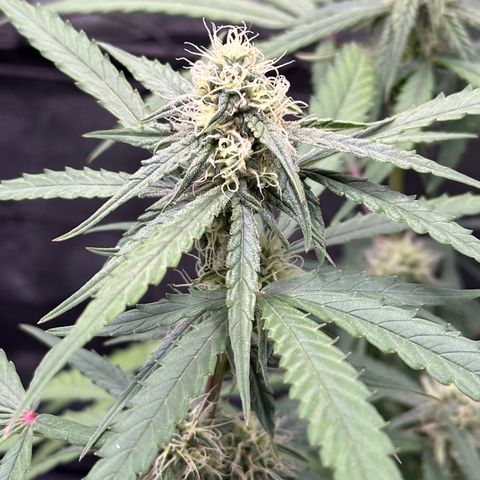 Orion F1 #2 growlog timeline photo