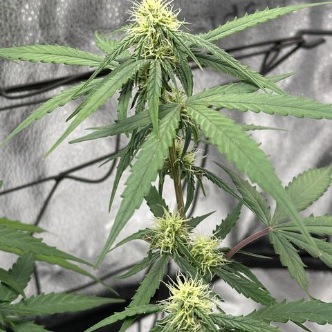 Orion F1 #2 growlog timeline photo