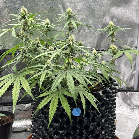 Orion F1 #2 growlog timeline photo