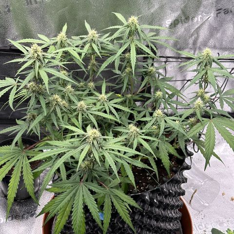 Orion F1 #2 growlog timeline photo
