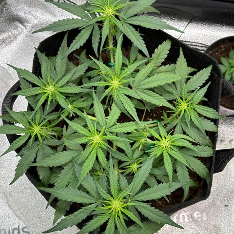 Medusa F1 growlog timeline photo